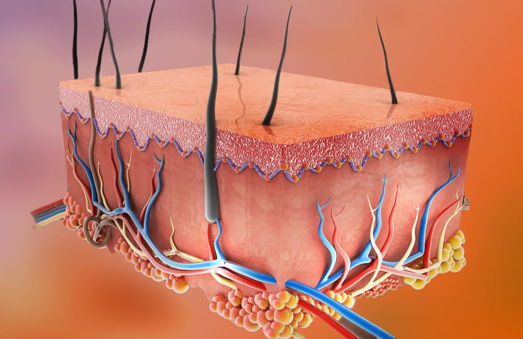 Dermatology and Other Inflammation and Autoimmunity (IAI)